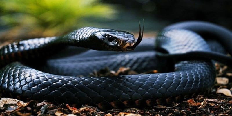 Giải mã giấc mơ thấy rắn màu đen giúp bạn chốt lô đề dễ dàng